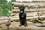 CANE CORSO 992